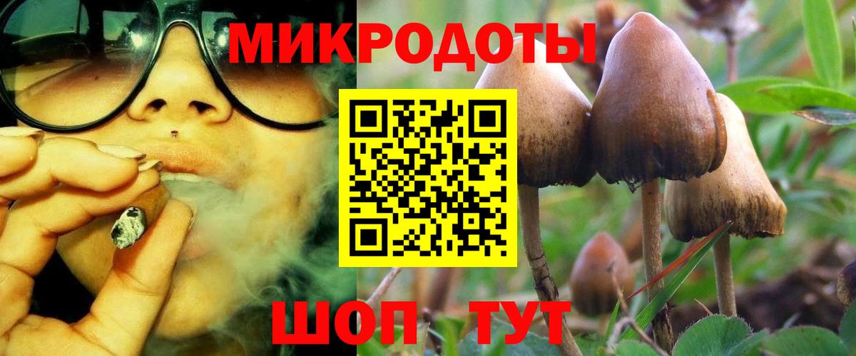 Псилоцибиновые грибы Psilocybe Асино